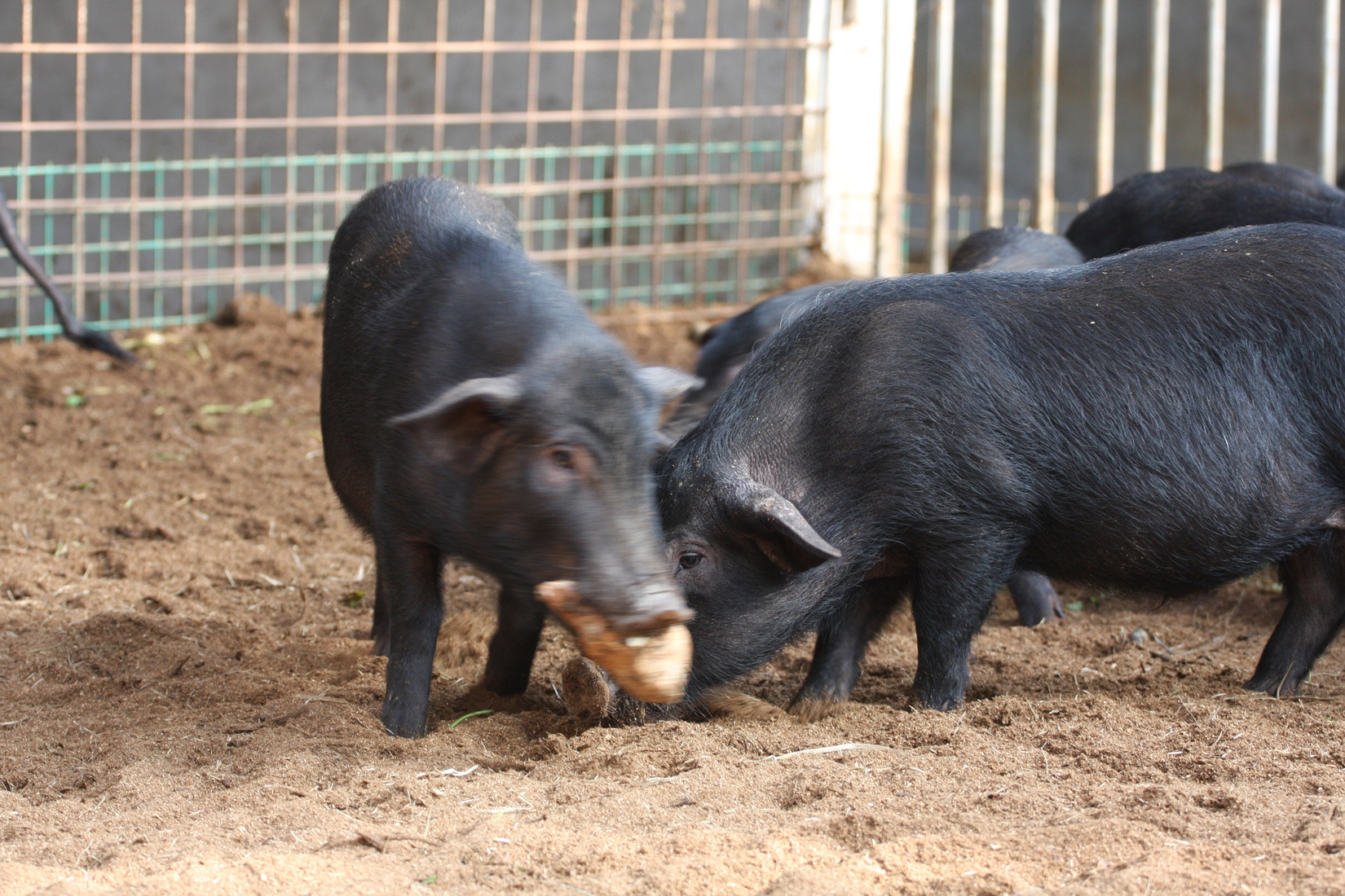 生态绿色放养食草野香猪