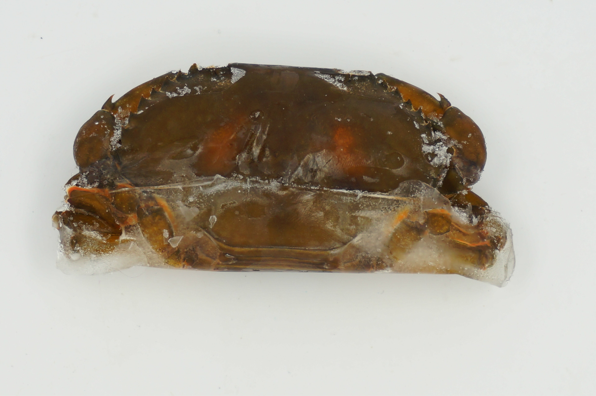 批发e00031冷藏软壳蟹 日韩料理食