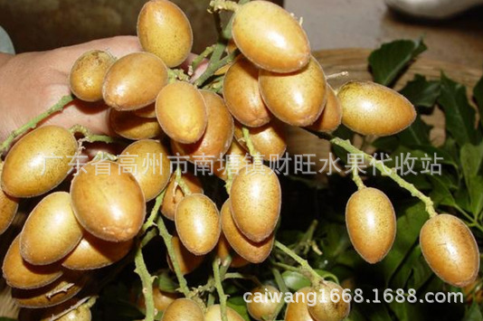 无核黄皮_新鲜黄皮 鸡心黄皮 无核 产地 黄皮价