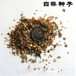 供应一级优质白桦种子 白桦树种子 落叶乔木 发芽率高 量大从优