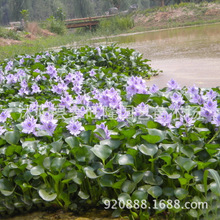 基地批发水生植物 凤眼莲 水生花卉 水葫芦苗 水体净化 量大优