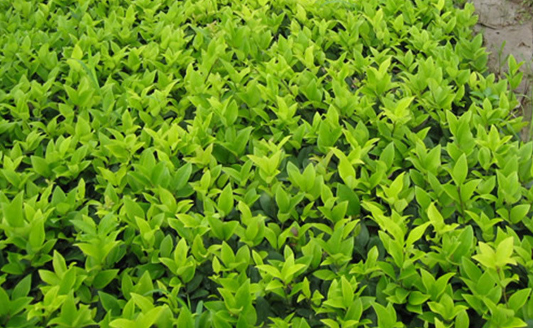 厂家批发 优质金森女贞 精品金森女森球绿化工程色块 苗欢迎咨询