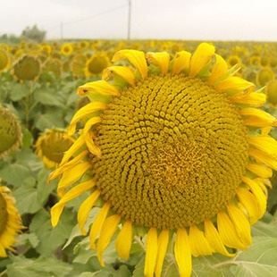 食葵 花卉种子观赏食用大葵花 阳台盆栽批发进口植物春秋季播