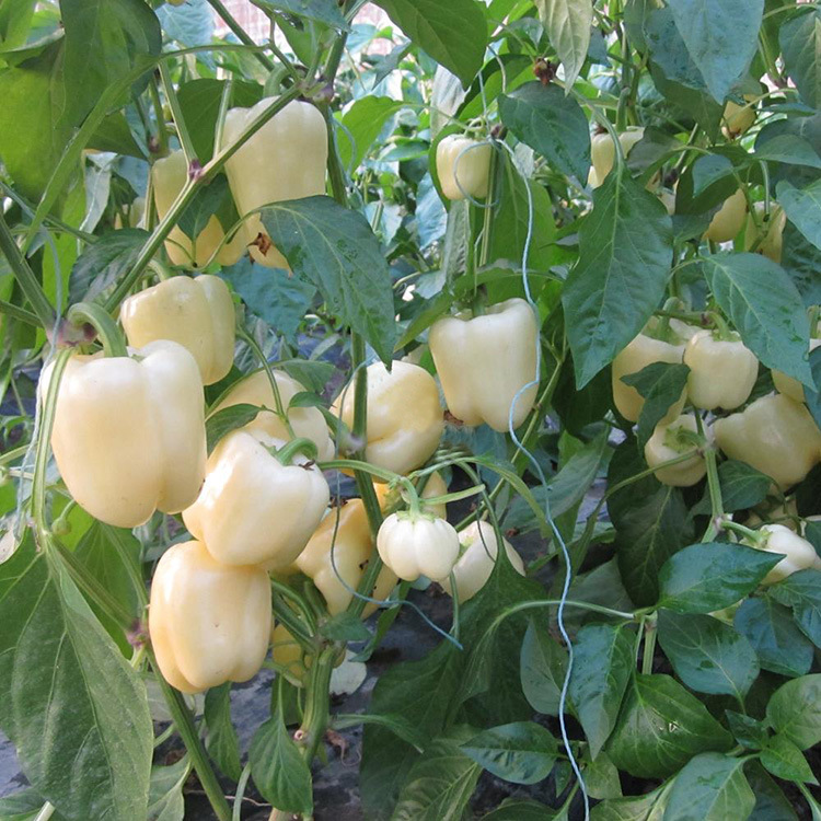 进口五彩椒甜椒种子白威尔彩椒菜椒方椒大果辣椒籽蔬菜种子四季种