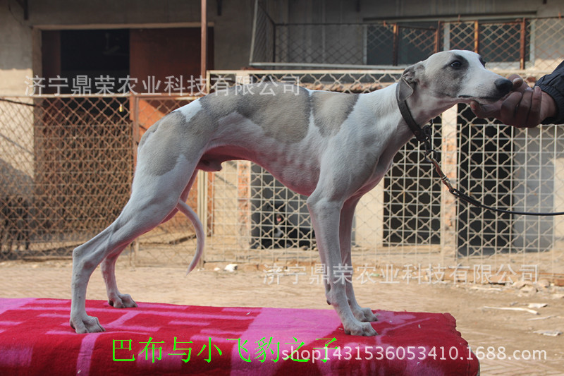 惠比特犬幼犬青年猎兔犬2,待出售格力犬我基地愿与国内广大同仁共同