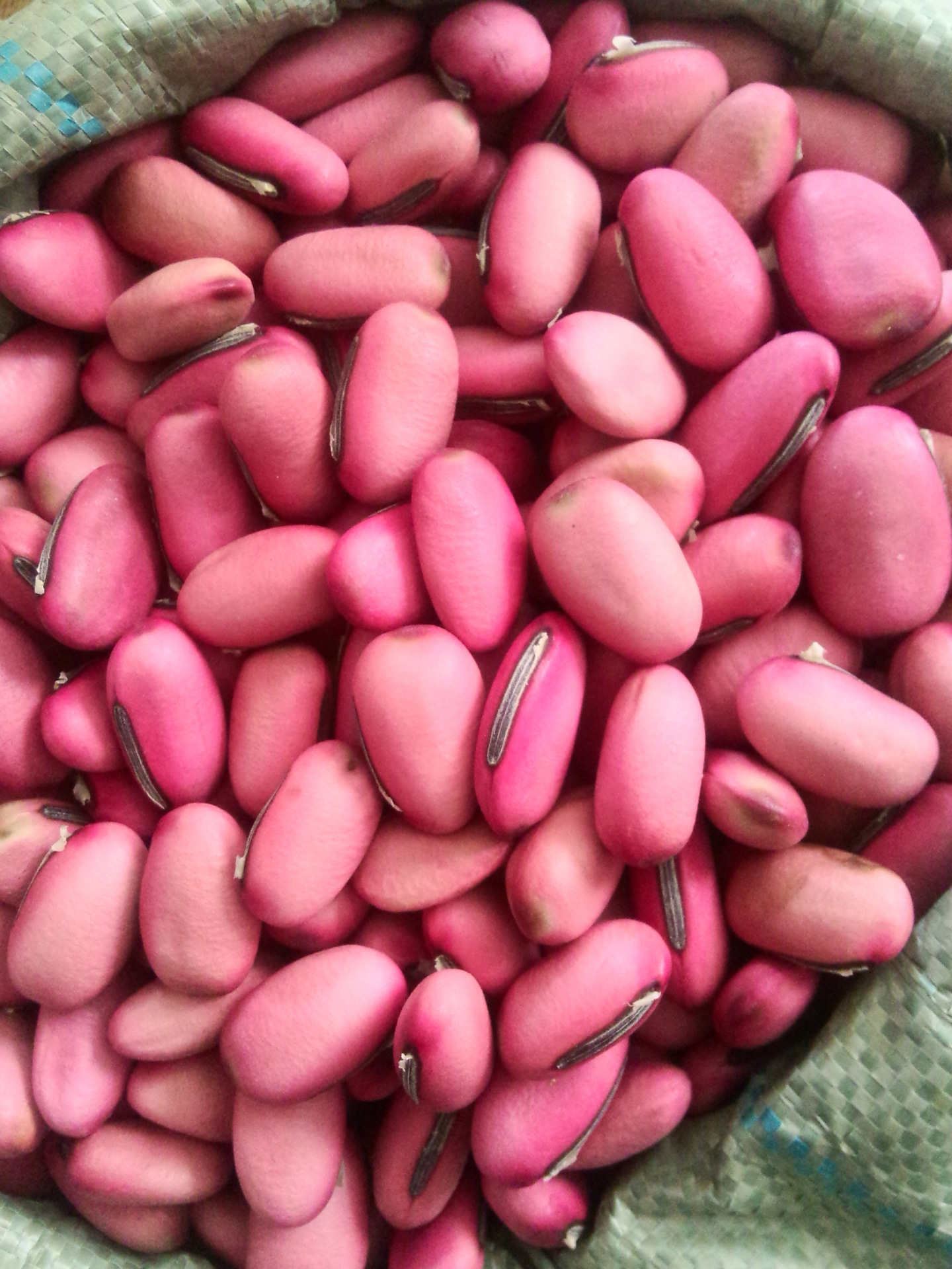 批发冷背奇中药材优质红刀豆大刀豆