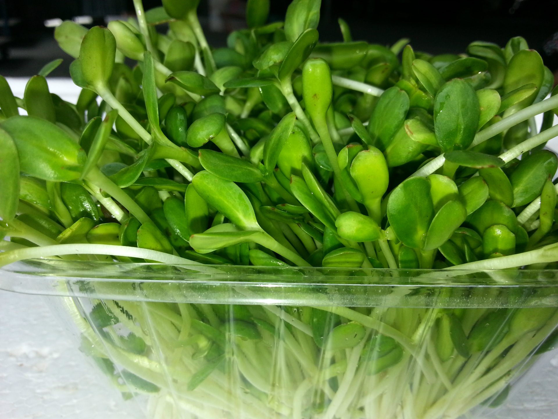 小油葵种子 炒货鸽子粮 特色蔬菜 芽苗菜种子批发公司