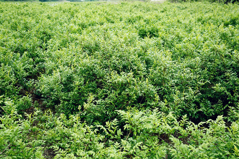 与茅岩莓的不解之缘,来自张家界那片神奇的土地(原创)