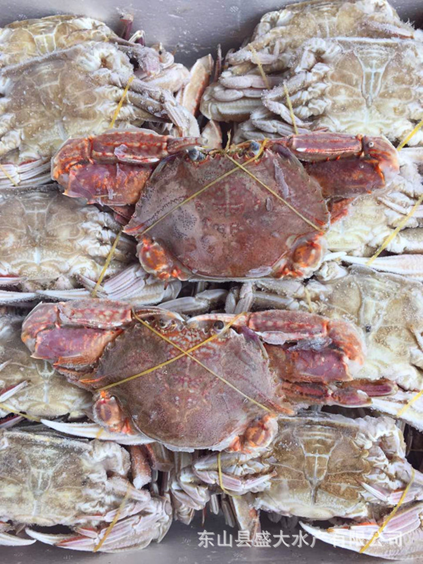 扁蟹 肉蟹 梭子蟹 肥满多肉,壳薄美味 厂家自销