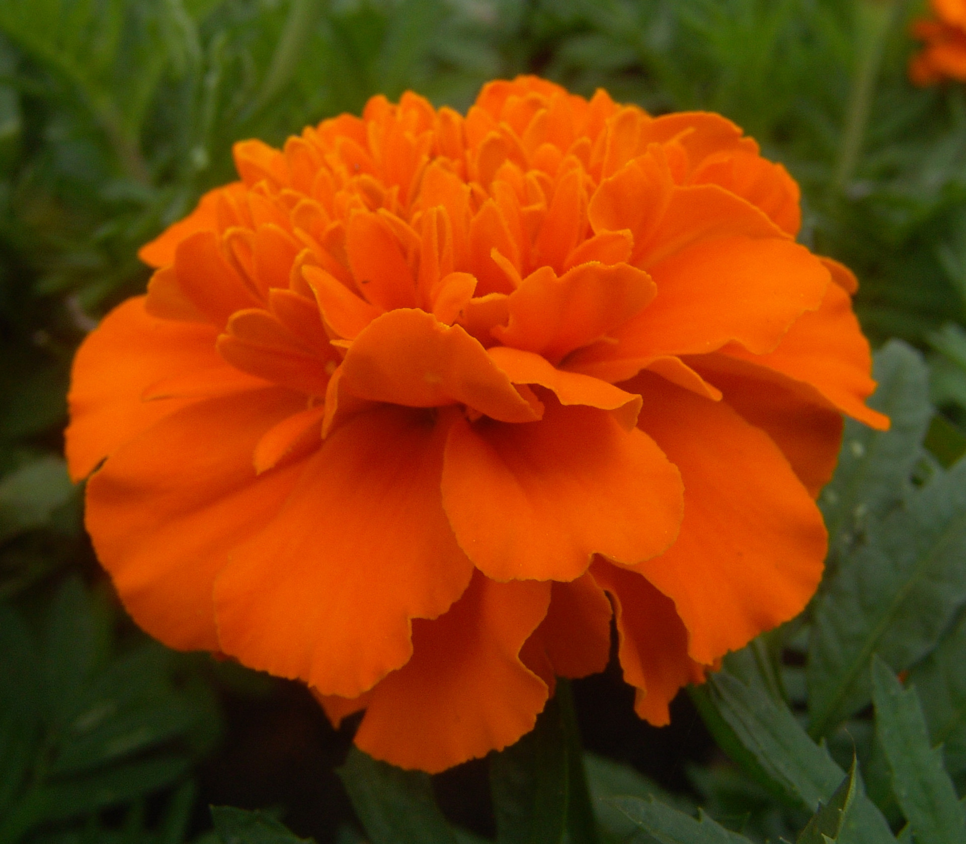 矮生孔雀草种子耐热珍奇系列优选盆花品系