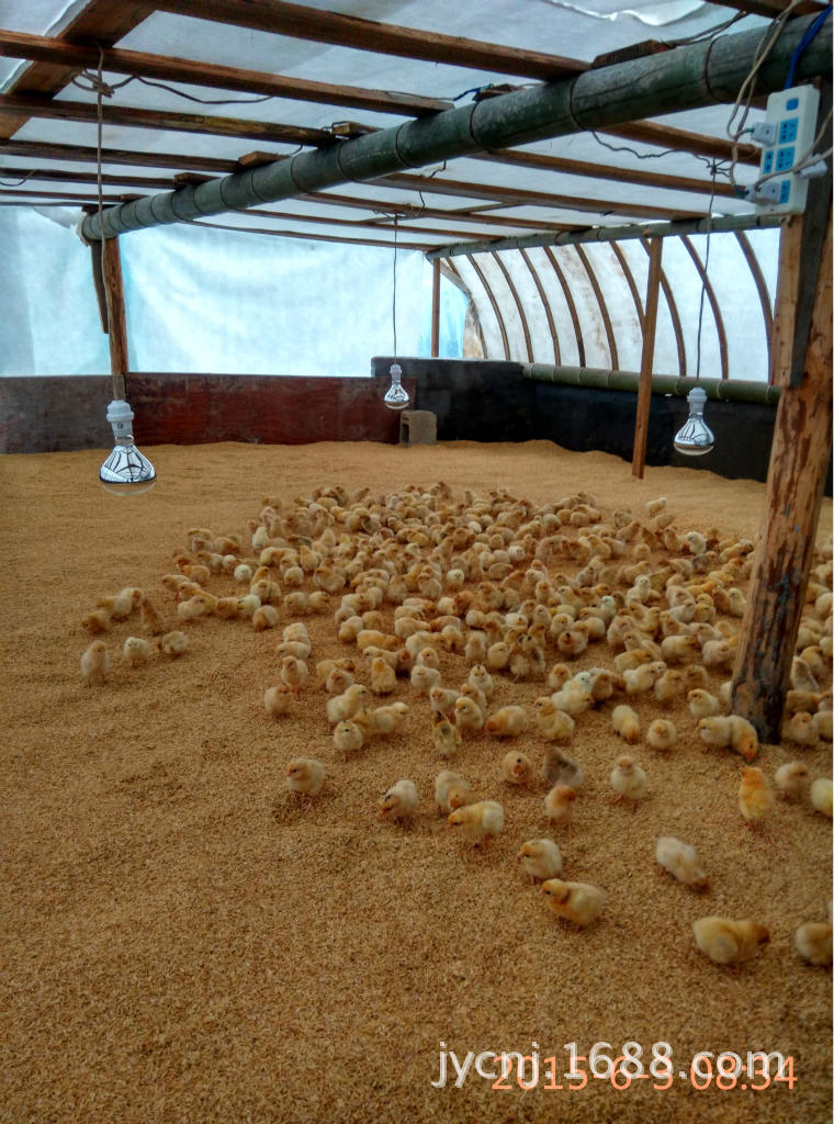 养殖土鸡路上坚持的熬过来的养殖户, 都是行业顶级高手