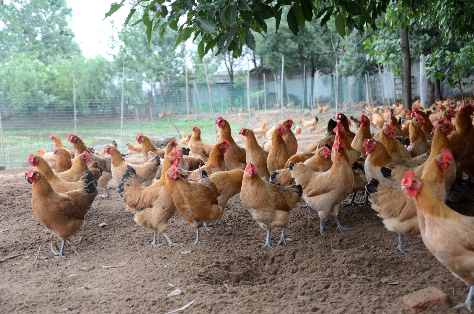 森林散放鸡,健康有机食品