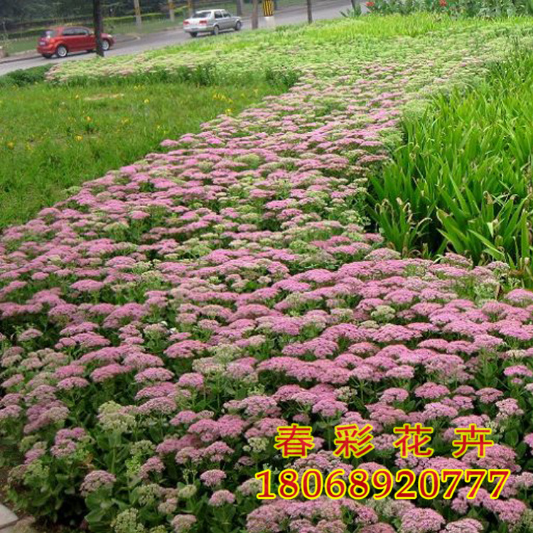 批发八宝景天大小苗 水生植物苗圃直销 品种齐