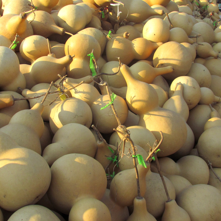 天然大葫芦特大亚腰葫芦批发风水葫芦摆件镇宅驱邪招财纳福葫芦
