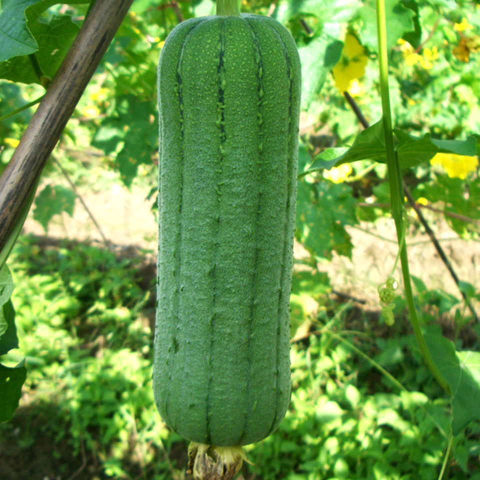 旺绿丝瓜f1 一代交配 进口肉丝瓜种子蔬菜种子批发原装10克