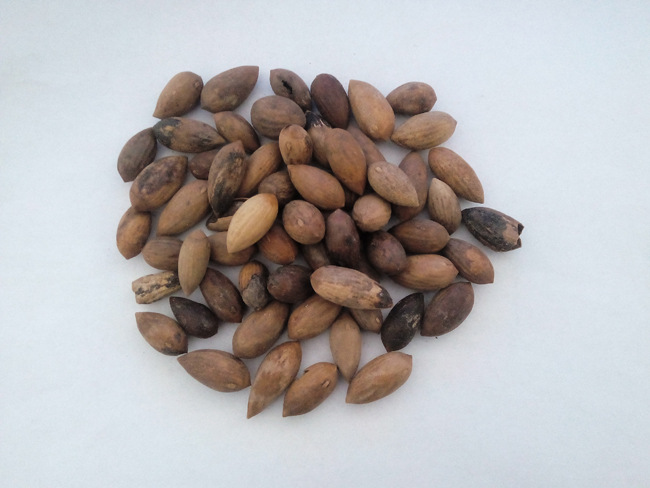 批发供应中药榧子诸暨香榧子高档坚果正宗香榧子特级香榧