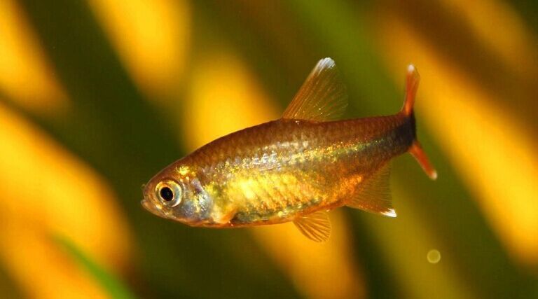 热带观赏鱼批发 迷你灯鱼 银顶光尾裙鱼小型群游鱼