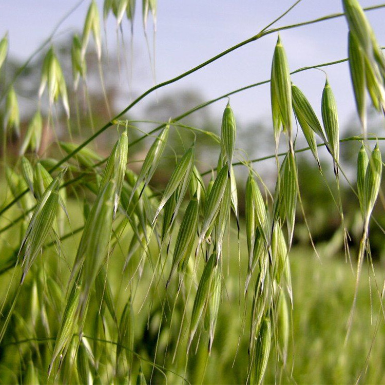 绿小麦 万谷食美 杂粮 批发 绿麦 绿燕麦 小麦 绿麦