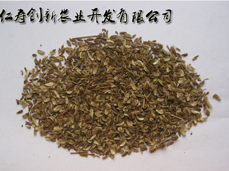 药材种子 当归种子 基地直发,量大从优