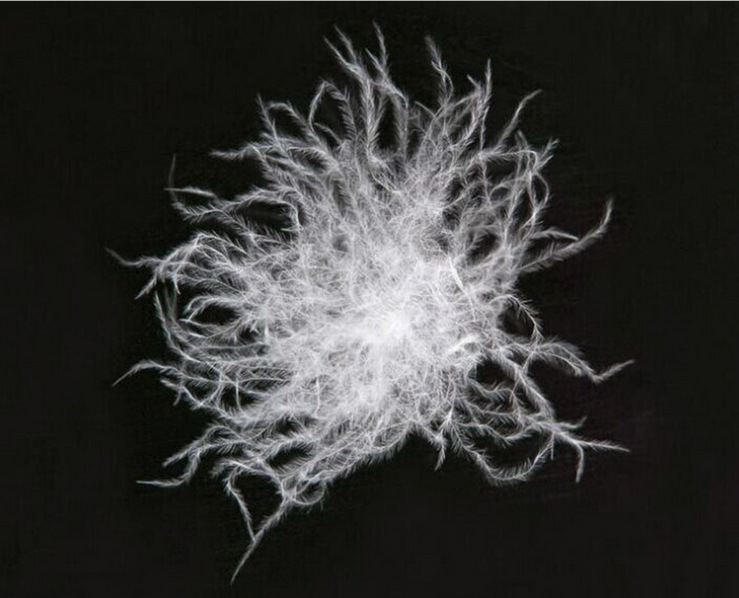 厂家直销羽绒 水洗白鸭绒90%新国标 羽绒 羽毛批发 高级羽绒