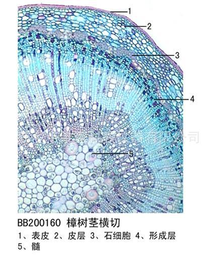 樟树叶横切生物结构图图片