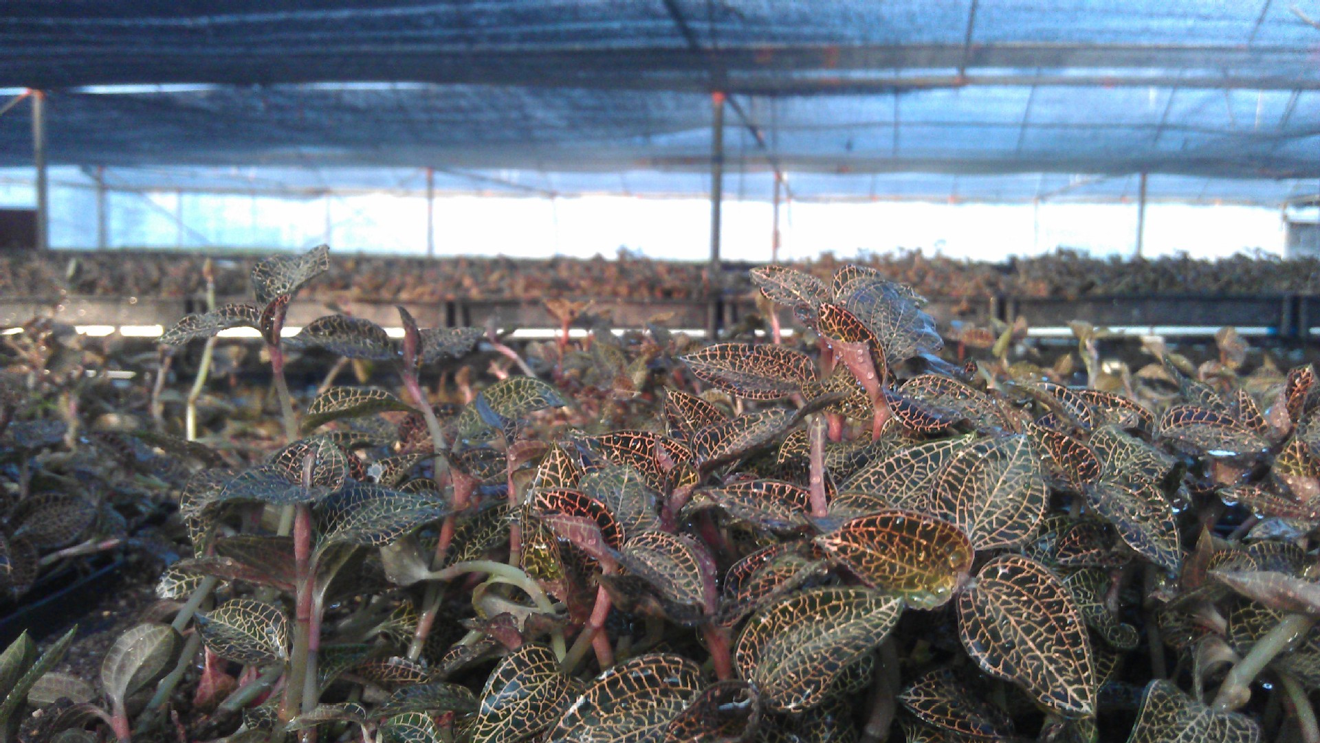 福建南靖金线莲鲜品 新鲜种植本地品种 金线莲茶品 养生炖品包邮