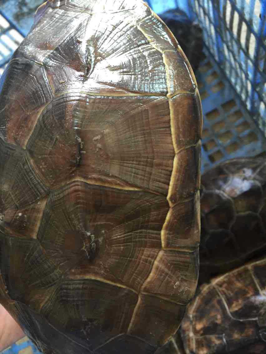 花杂草种龟 杂交草龟 杂交变异龟