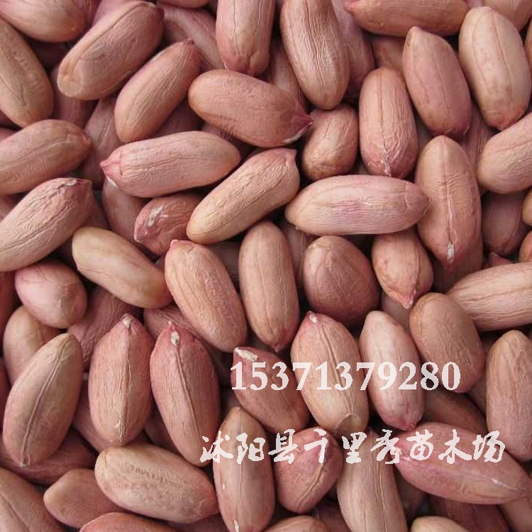 特价批发小中大白沙花育16花生种子山东大花生高产稳产带壳发货