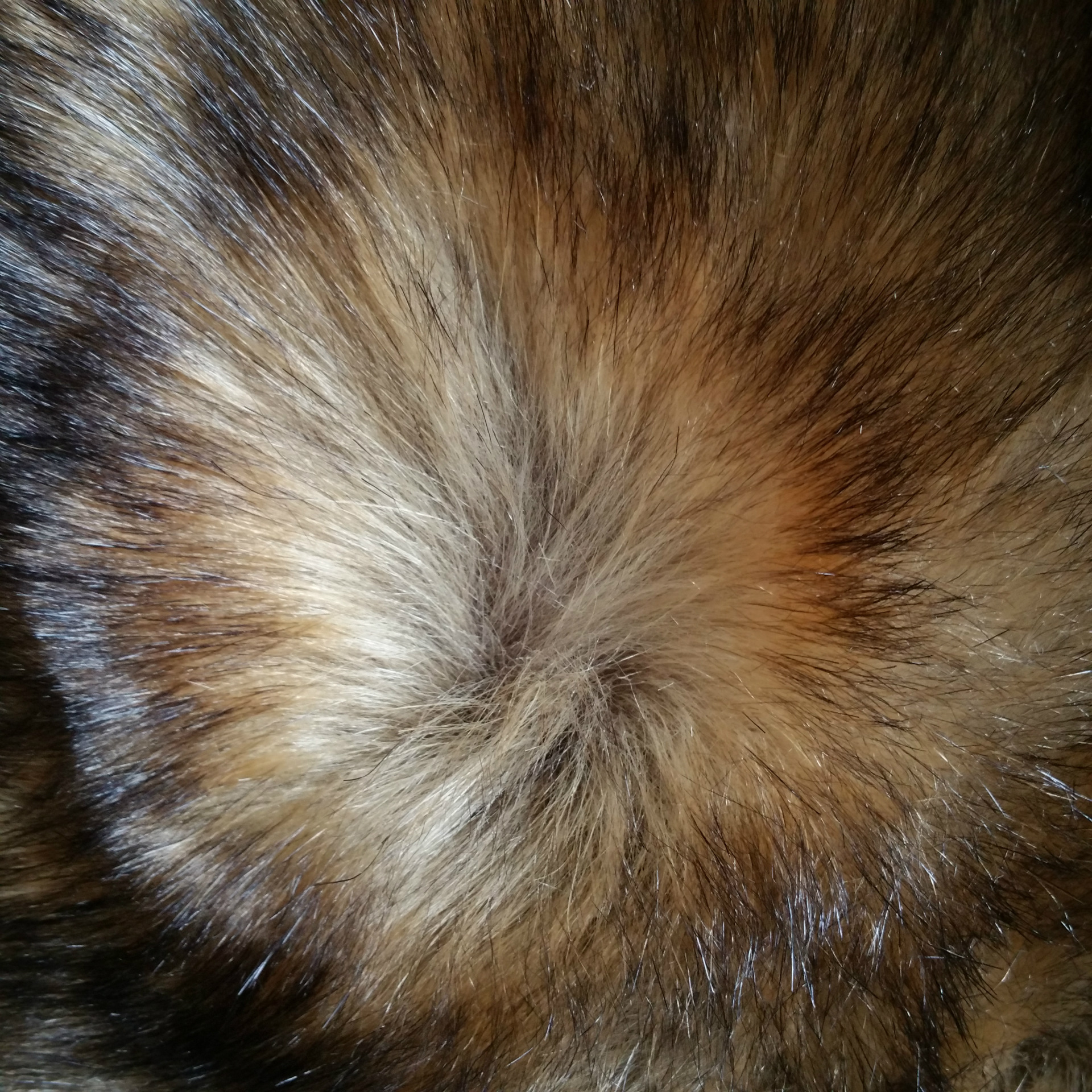 仿貉子毛 仿狗毛 仿狐狸毛 现货 1800克每米