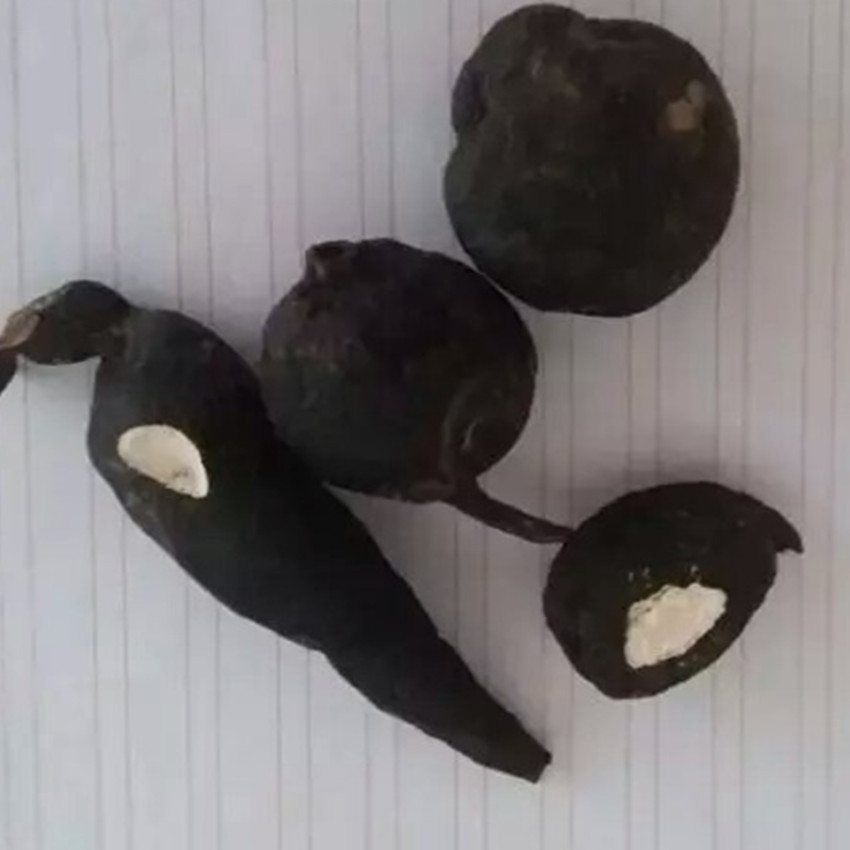 灵芝之家 乌灵参 鸡枞蛋 雷震子