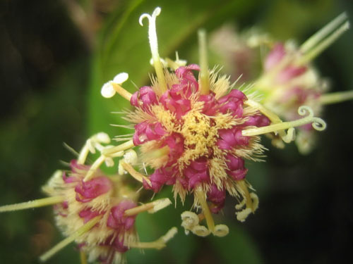 鸡菊花提取物斑鸠菊提取物101森冉生物