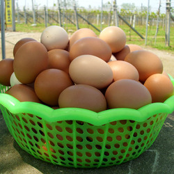 土鸡蛋 纯绿色纯天然养殖