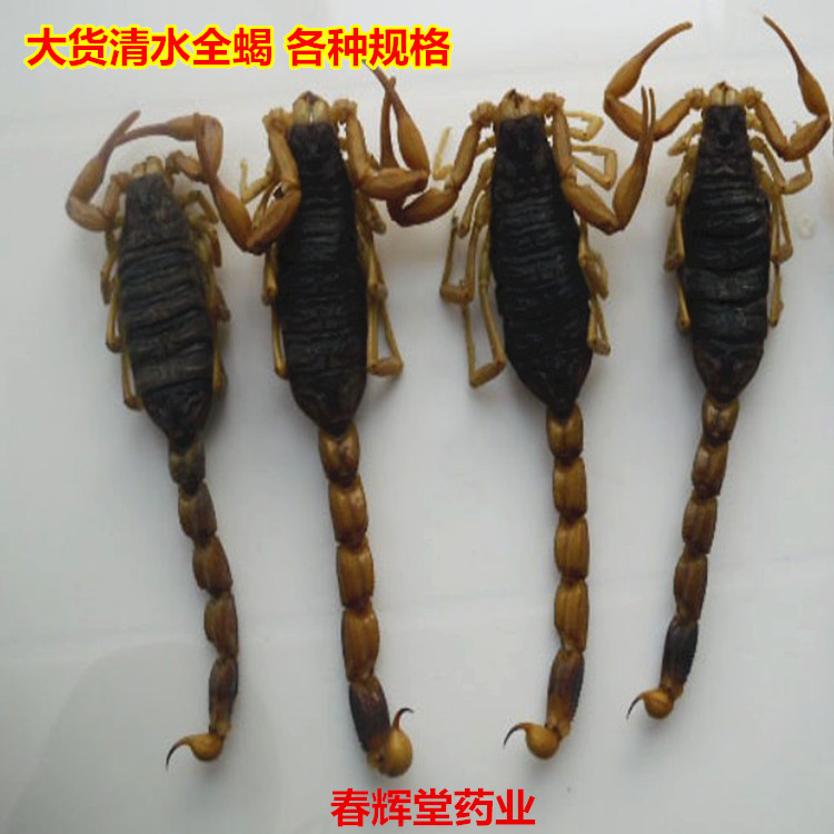 首页 养殖 特种昆虫 蜈蚣 ></p></a>批发中药材 蜈蚣 各种规格长度 15cm长