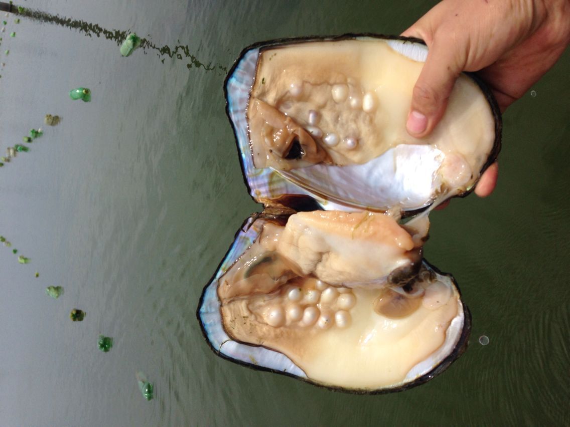 大量供应活体 大蚌珍珠母贝促销 鲜活大珍珠贝 内有珍珠现场加工