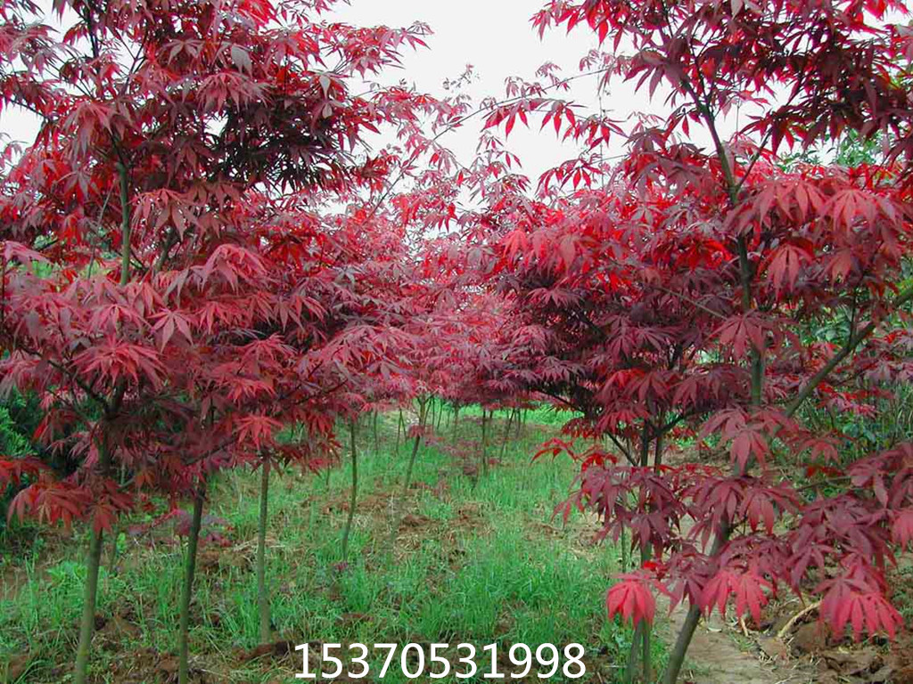 基地批发美国红枫日本红枫苗包邮嫁接小苗绿化苗木品种齐全