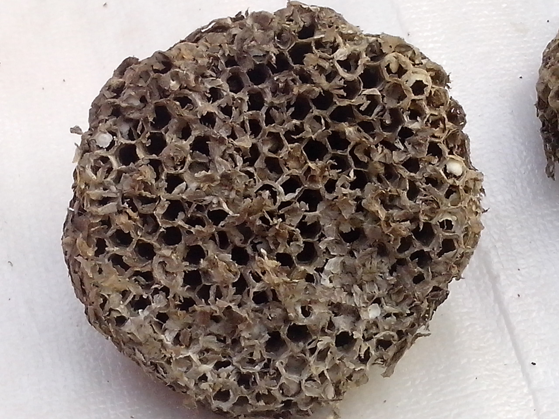 中药材/批发/蜂房/马蜂窝/露蜂房/野蜂窝/干净/优质/无虫卵