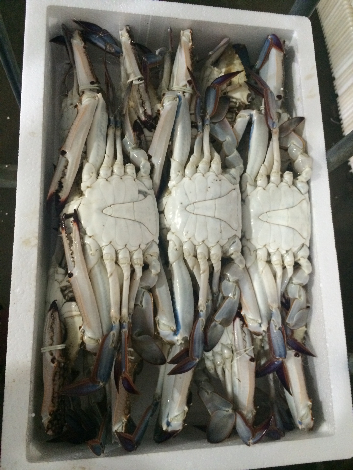 现货供应舟山海鲜,泡沫箱梭子蟹厂家直销, - 养殖批发交易网