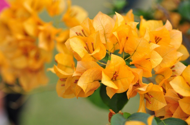 黄衣三角梅盆栽花苗 珍品重瓣三角梅盆栽 爬藤攀援花卉绿植1