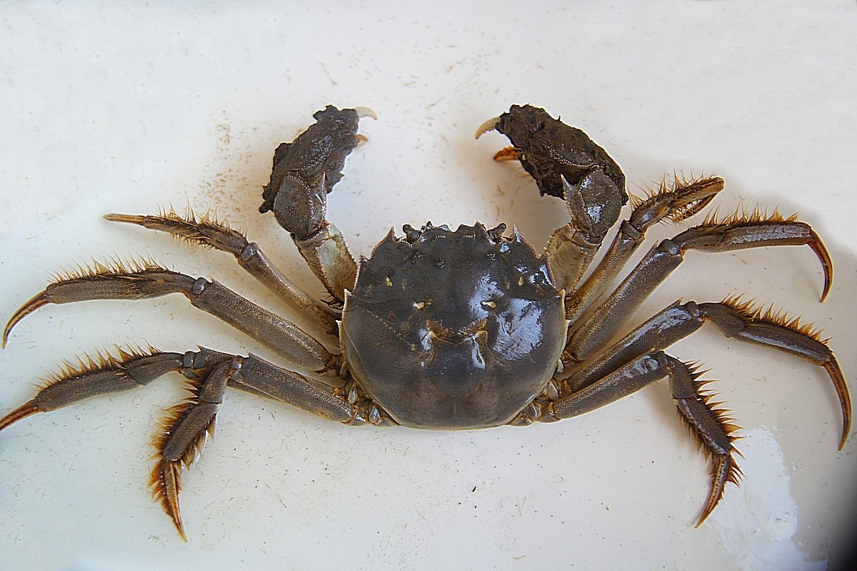 螃蟹特价供应太湖蟹雌3.8两/只 鲜活螃蟹 量大优惠 顺丰包邮