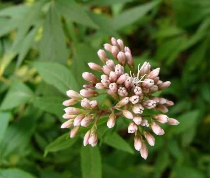 鸡骨香佩兰提取物现货包邮1kg起订