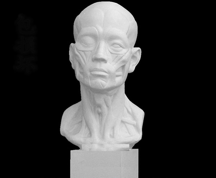 美术 石膏教具 石膏像 石膏头像 解剖头像 肌肉头 57cm 雕塑摆件