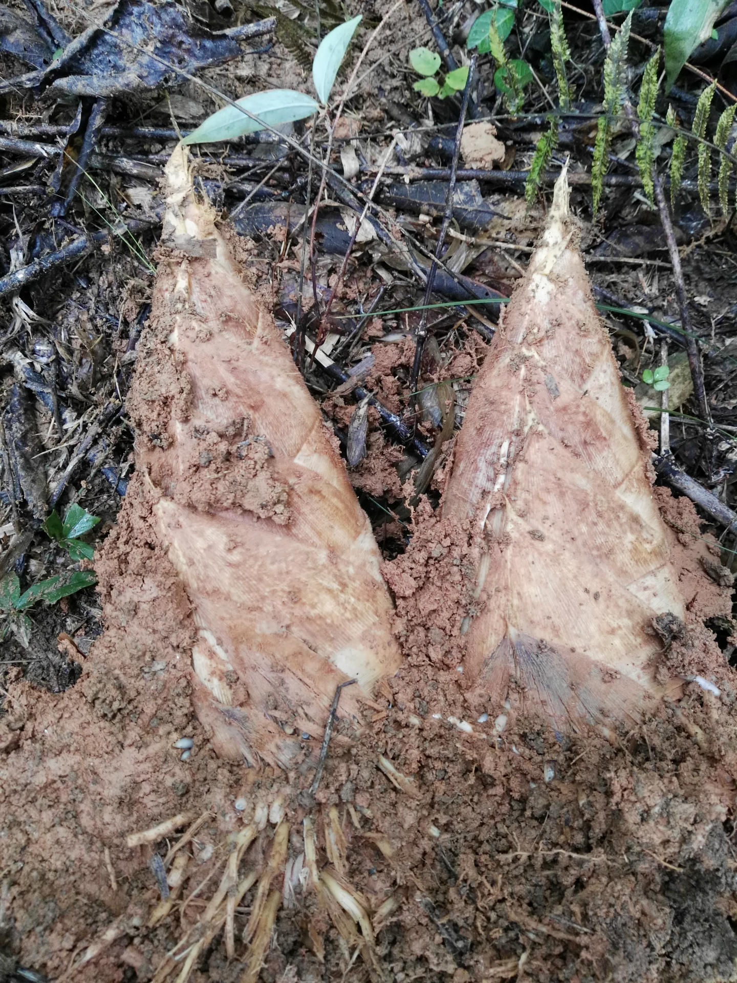 福建农家毛竹冬笋-供应现挖无污染新鲜冬笋毛竹笋5公斤起批 - 食品