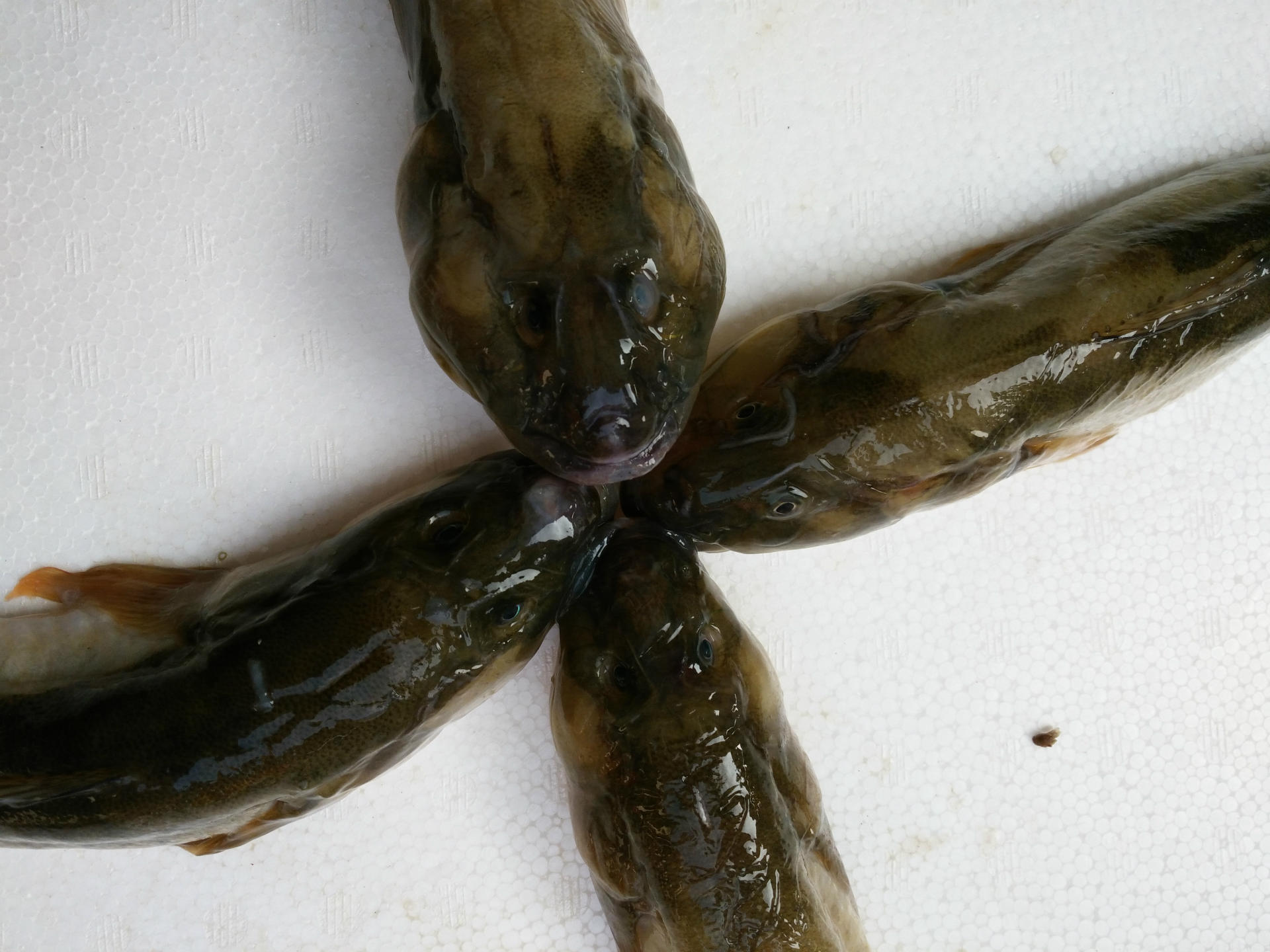 连云港海鲜水产批发全国供应海鱼 鲜活沙光鱼 冰鲜小龙鱼