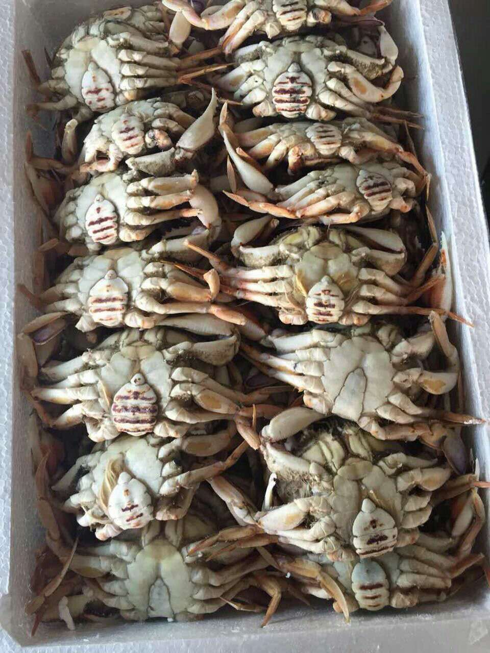 厦门鑫宏利达 批发冷冻沙蟹 蟹脚肉 冷冻海鲜 东山海鲜