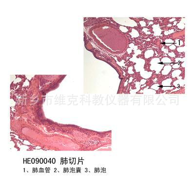 肺切片 生物切片 组织学与胚胎学 呼吸系统 显微镜玻片