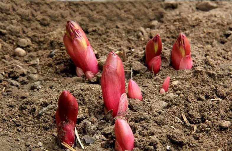 盆栽地栽植物芍药芍药根块带芽芍药苗牡丹多年生当年开花
