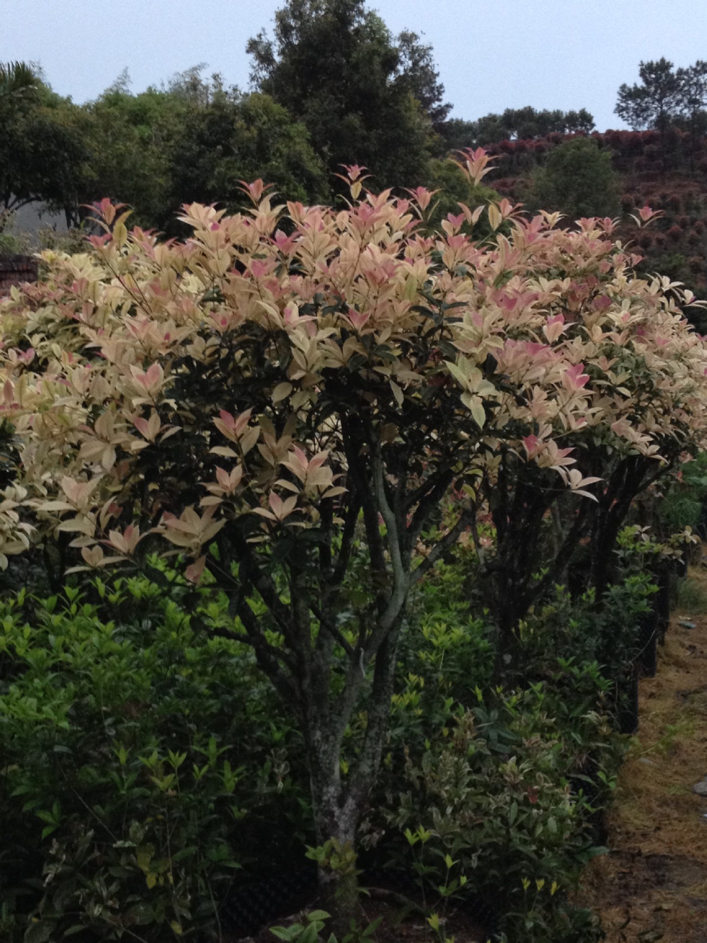 国色天香-珍珠彩叶桂-五彩桂花-园林城市绿化精品-产地直销无中介_盆