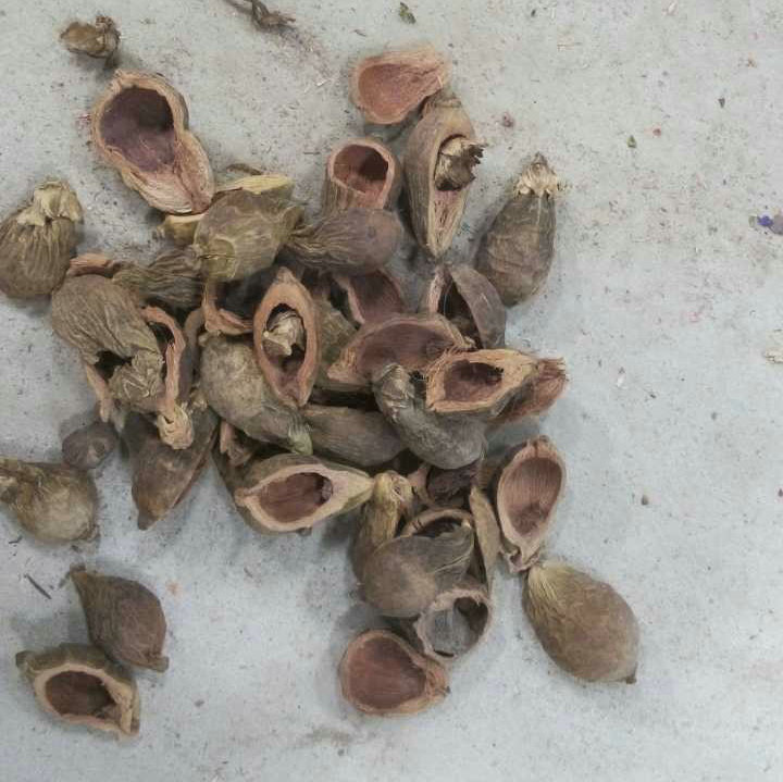 厂家热销 本色槟榔壳 创意观赏槟榔壳