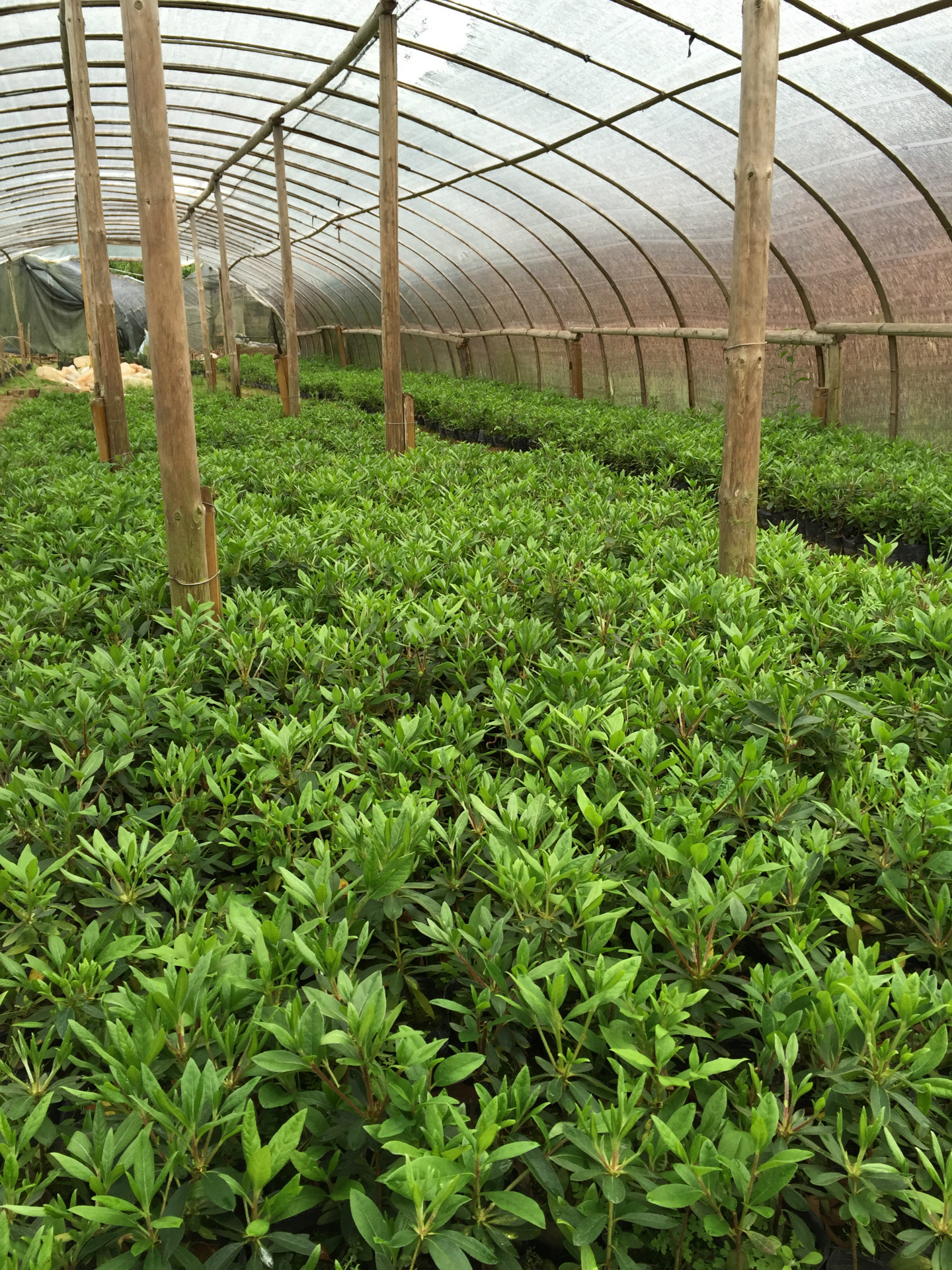 供应 绿化工地 地被苗 春鹃 毛鹃 丹东鹃 紫色杜鹃 盆栽地栽 批发