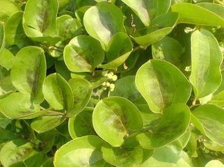 菝葜提取物10:1 20:1 包邮